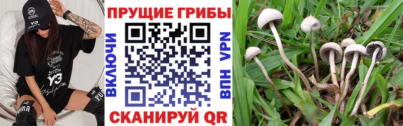 где найти   Десногорск  Галлюциногенные грибы Psilocybine cubensis 